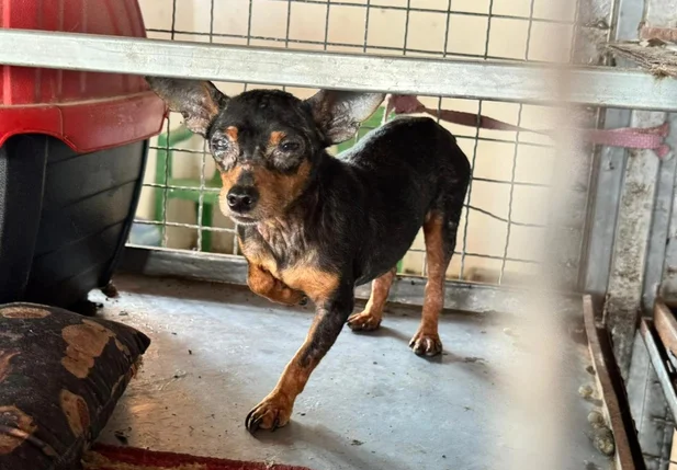 Animais das raças Spitz Alemão e Pinscher estavam mantidos em gaiolas