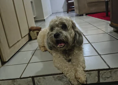 Cachorro Thomas