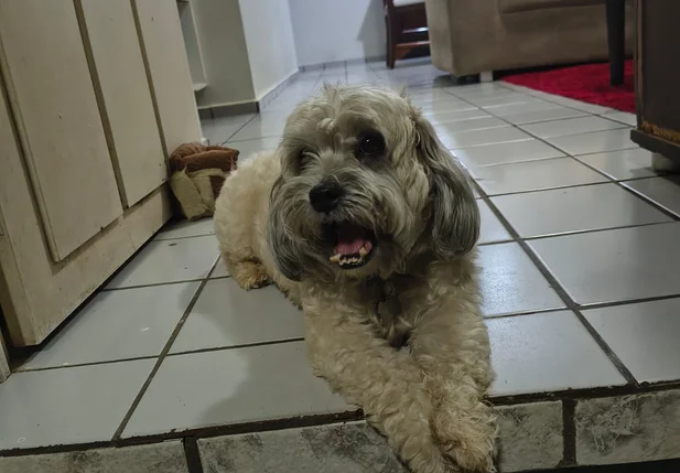 Cachorro Thomas