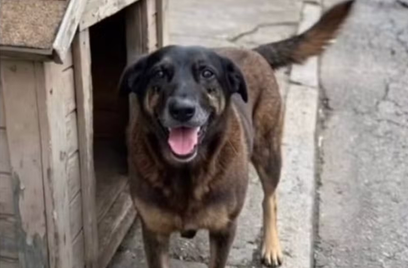 Cão orelha