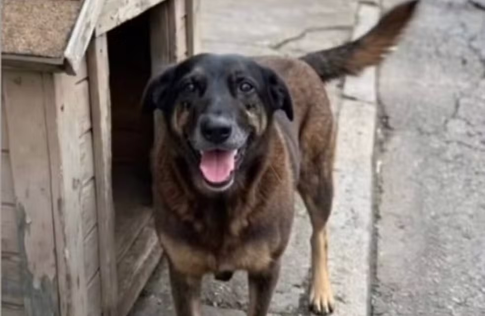 Cão orelha