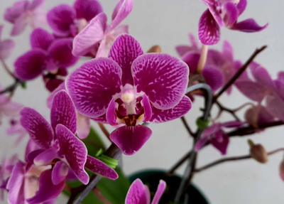 FAB gasta R$ 413 mil em arranjos de flores com rosas e orquídeas