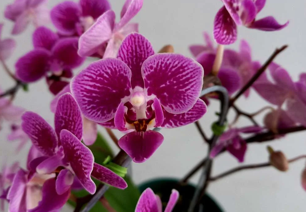 FAB gasta R$ 413 mil em arranjos de flores com rosas e orquídeas
