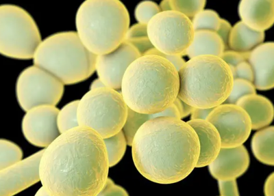 Fungo resistente se espalha por hospitais nos EUA e acende alerta global