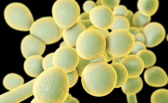 Fungo resistente se espalha por hospitais nos EUA e acende alerta global