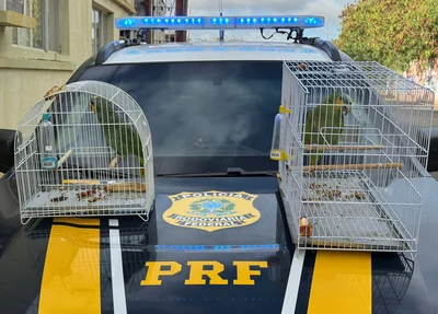 Papagaios resgatados pela PRF