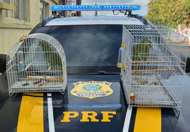 Papagaios resgatados pela PRF