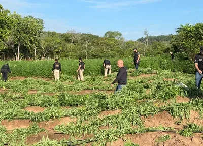 Plantação de maconha no Maranhão
