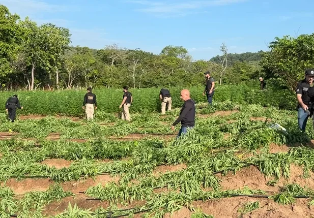 Plantação de maconha no Maranhão
