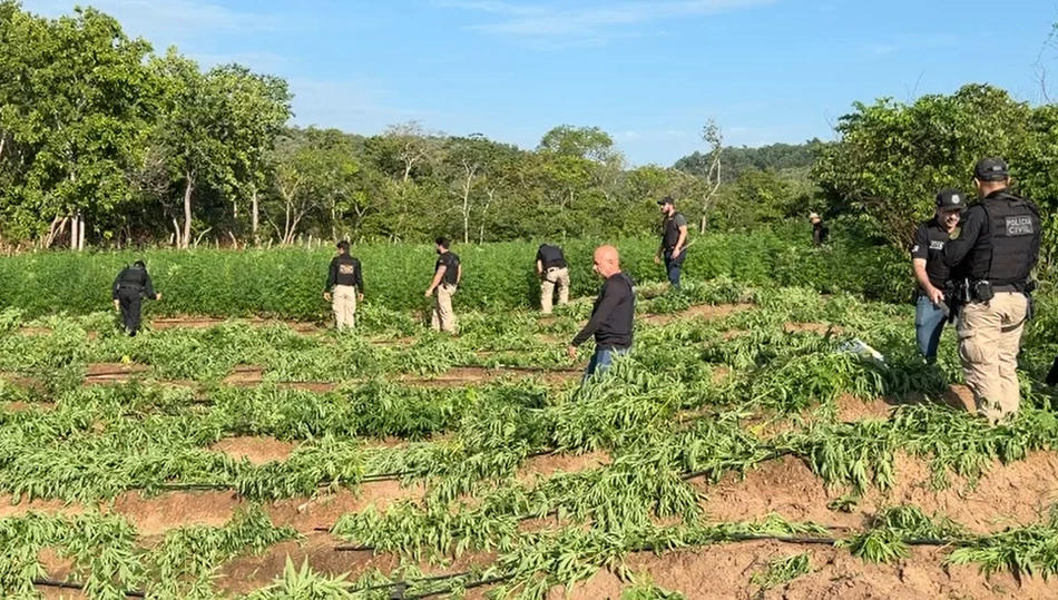 Plantação de maconha no Maranhão
