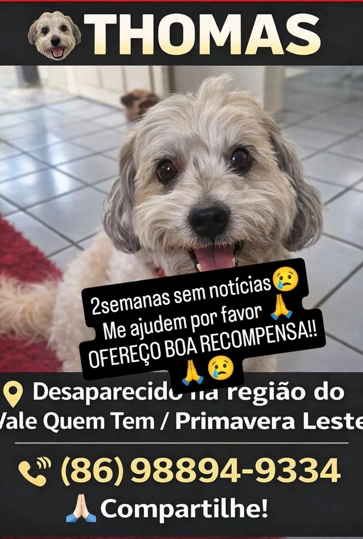 Publicação do tutor pedindo ajuda para encontrar Thomas