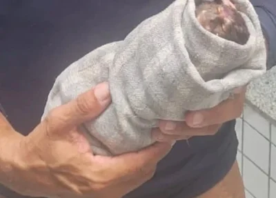 Sagui ferido por disparo de arma de pressão