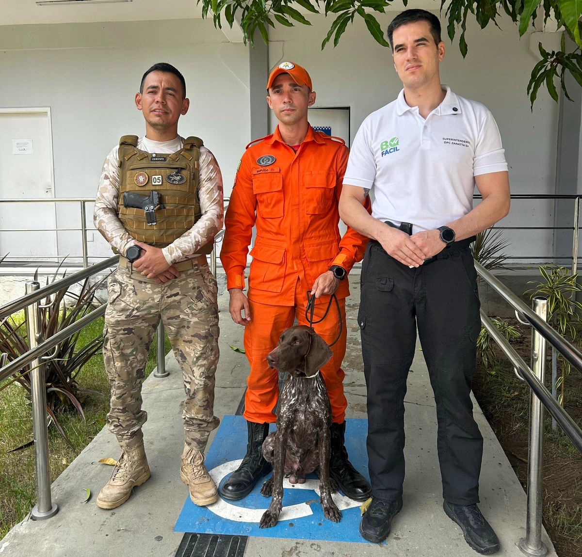 Thor, da raça braco alemão de pelo curto
