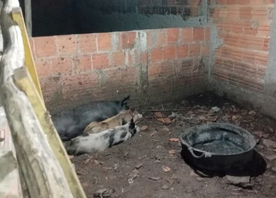 Abatedouro clandestino de animais