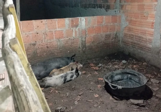 Abatedouro clandestino de animais