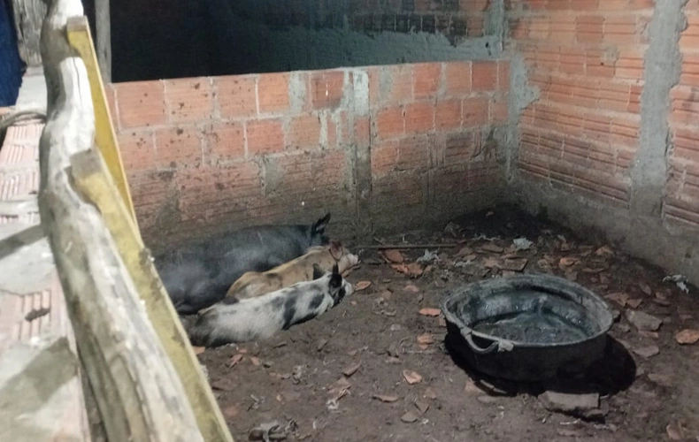 Abatedouro clandestino de animais