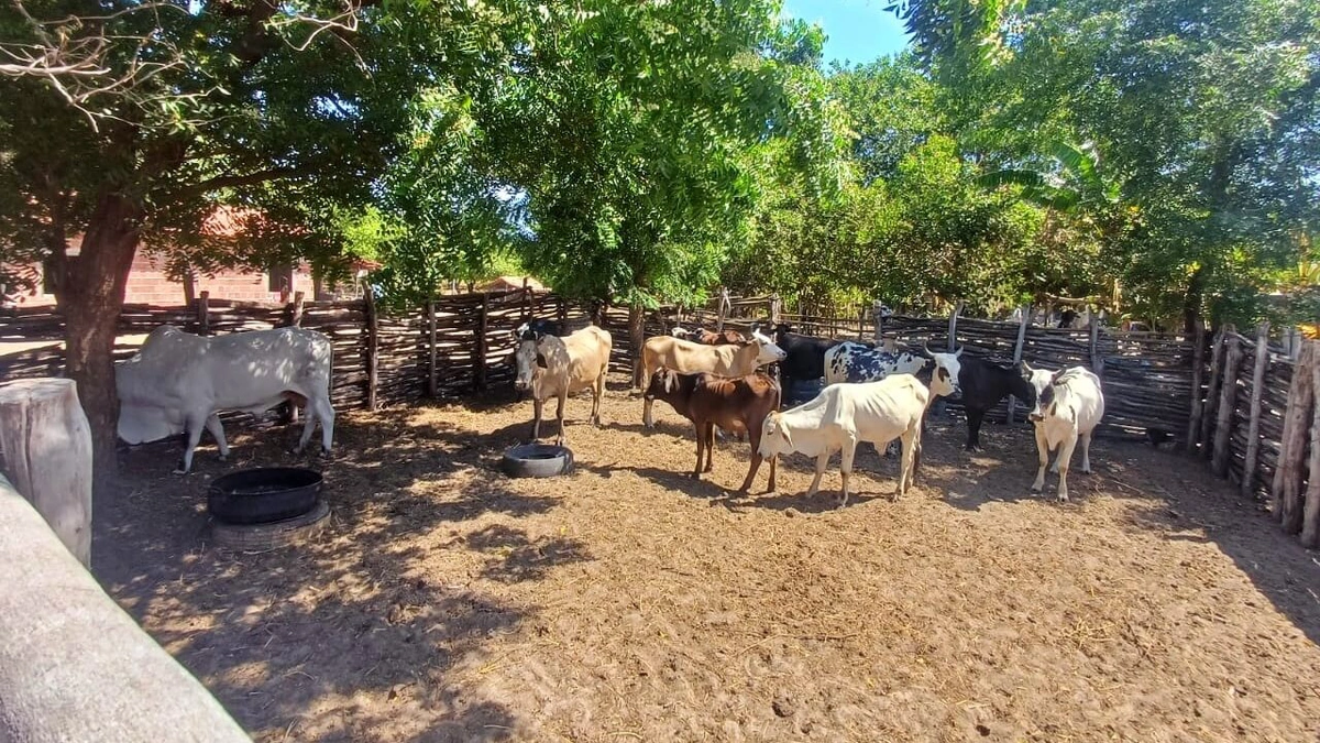 Adapi confirma novos casos de tuberculose bovina em Ilha Grande