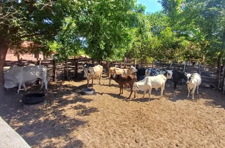 Adapi confirma novos casos de tuberculose bovina em Ilha Grande