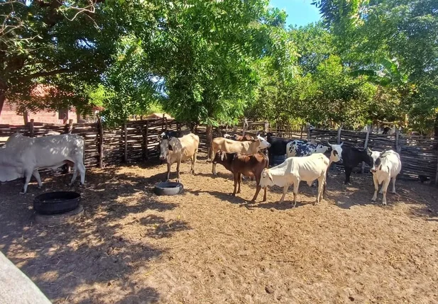 Adapi confirma novos casos de tuberculose bovina em Ilha Grande