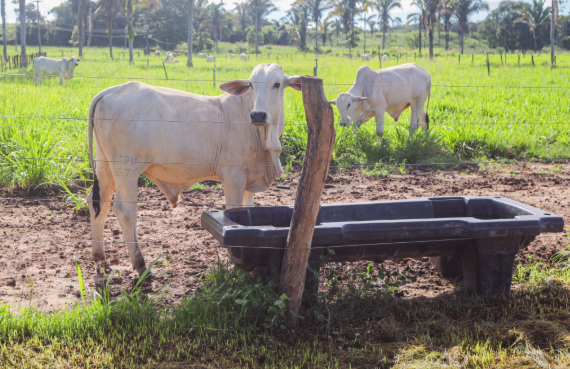 ADAPI cria grupo e comitê para reforçar combate a emergências zoossanitárias no Piauí