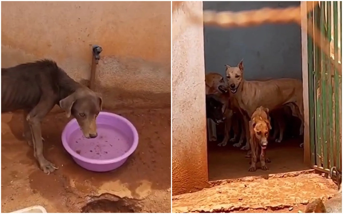 Animais desnutridos e doentes no abrigo público municipal de Paulistana