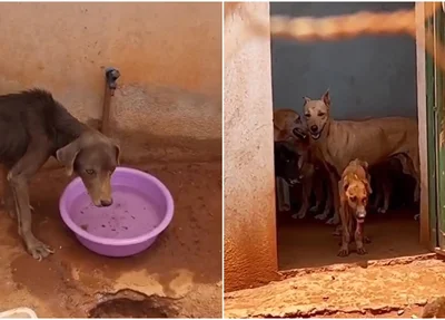 Animais desnutridos e doentes no abrigo público municipal de Paulistana
