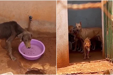 Animais desnutridos e doentes no abrigo público municipal de Paulistana