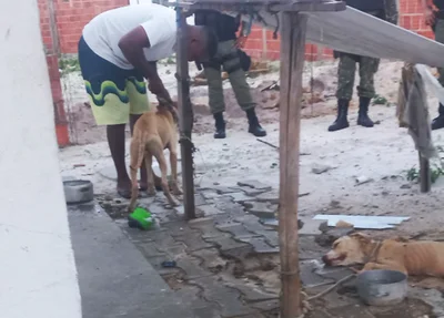 Animais encontrados em condições de maus-tratos em Parnaíba