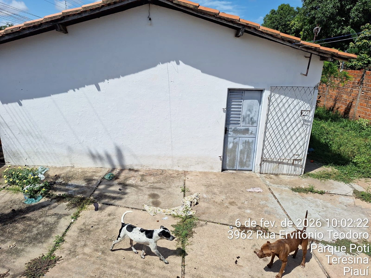 Animais estavam abandonados em um imóvel alugado
