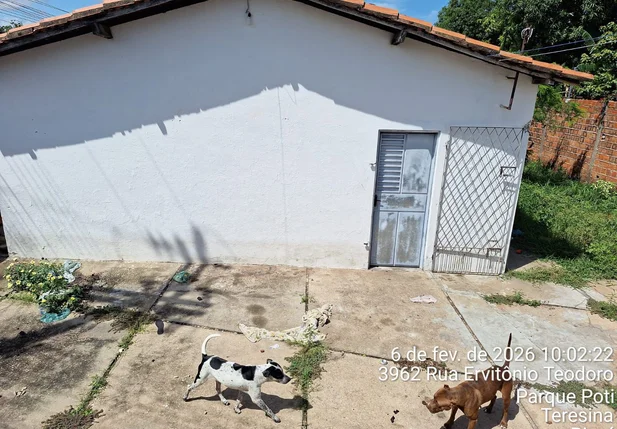 Animais estavam abandonados em um imóvel alugado