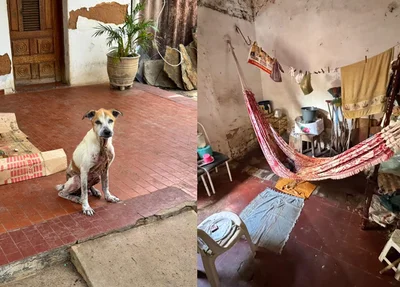 Animal apresentando sinais de maus-tratos e local onde a vítima morava