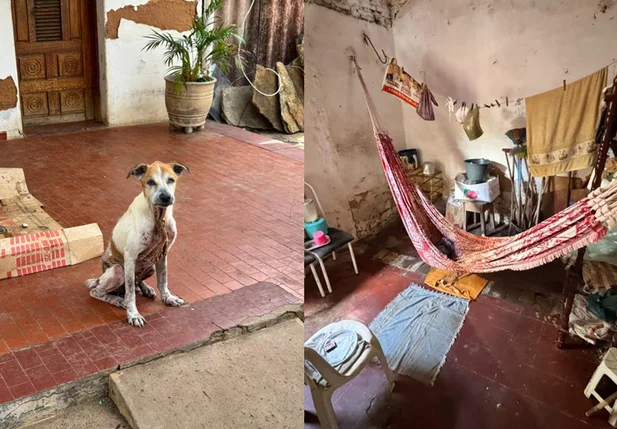 Animal apresentando sinais de maus-tratos e local onde a vítima morava
