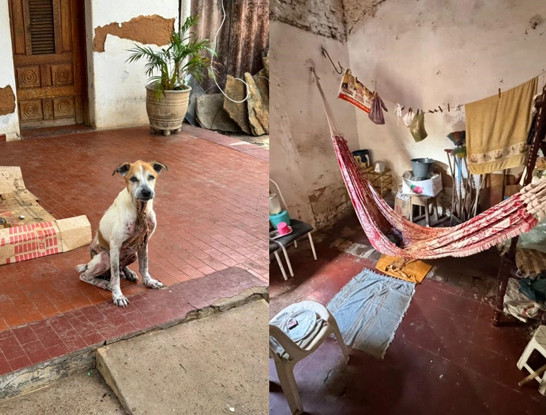 Animal apresentando sinais de maus-tratos e local onde a vítima morava