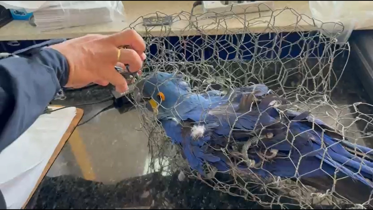 Arara azul foi encontrada no porta-malas de um carro