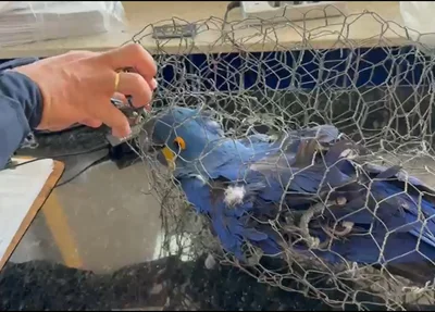 Arara azul foi encontrada no porta-malas de um carro