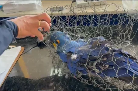 Arara azul foi encontrada no porta-malas de um carro