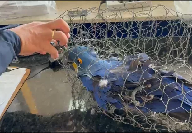 Arara azul foi encontrada no porta-malas de um carro