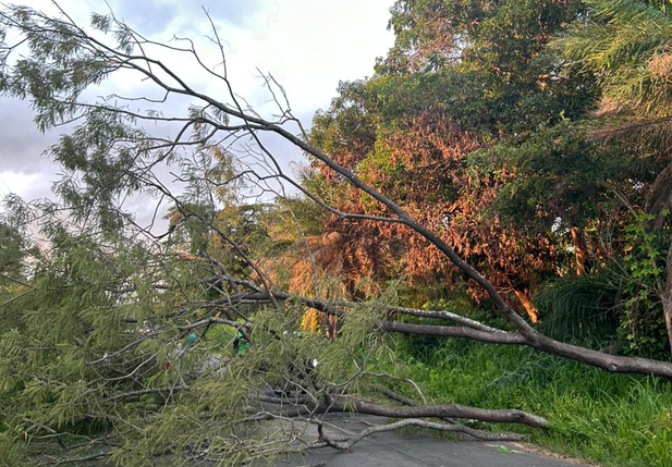 Árvore cai e interdita Estrada da Alegria