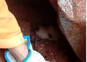 Bombeiros retiram cão vivo dos escombros após as chuvas em Minas Gerais