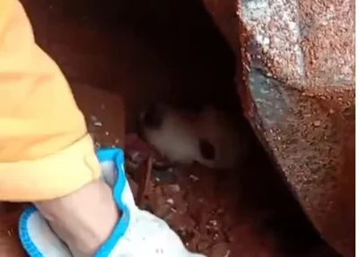 Bombeiros retiram cão vivo dos escombros após as chuvas em Minas Gerais