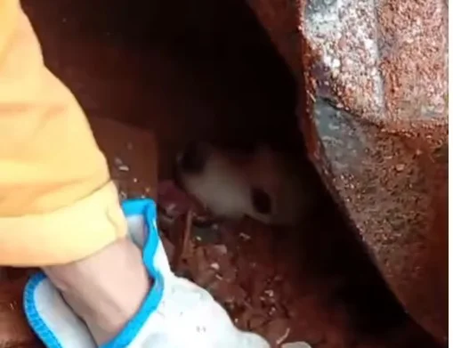 Bombeiros retiram cão vivo dos escombros após as chuvas em Minas Gerais