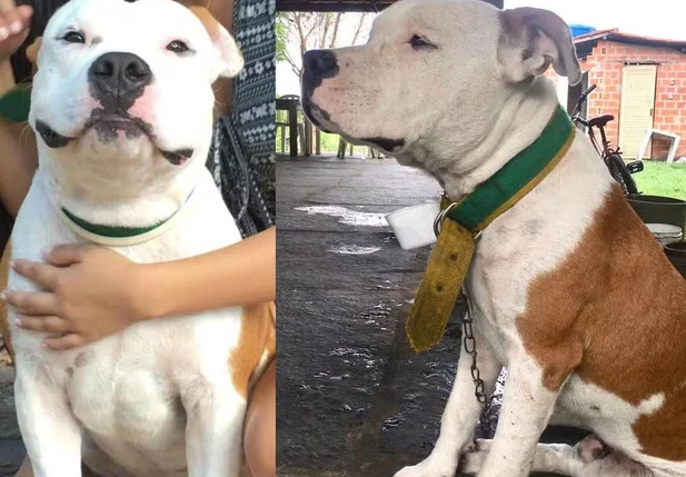 Cachorro foi morto a tiros por policial federal aposentado.