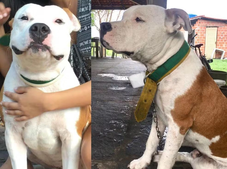 Cachorro foi morto a tiros por policial federal aposentado.