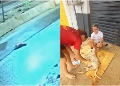 Cachorro Jupi foi resgatado após ser atropelado duas vezes em Picos