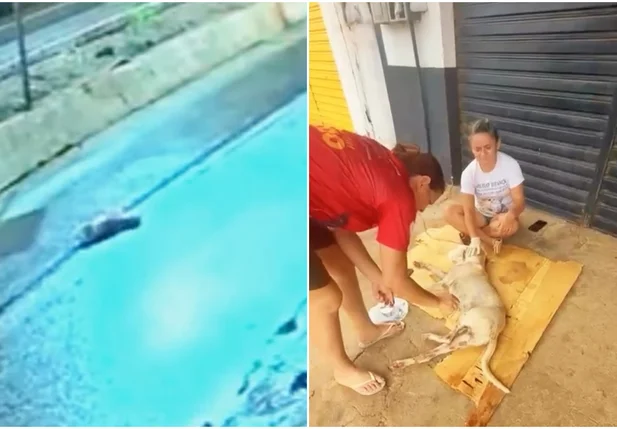 Cachorro Jupi foi resgatado após ser atropelado duas vezes em Picos