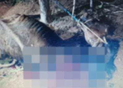 Cavalo foi morto com golpe de faca em Cristalândia do Piauí