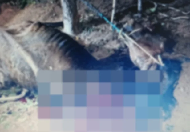 Cavalo foi morto com golpe de faca em Cristalândia do Piauí
