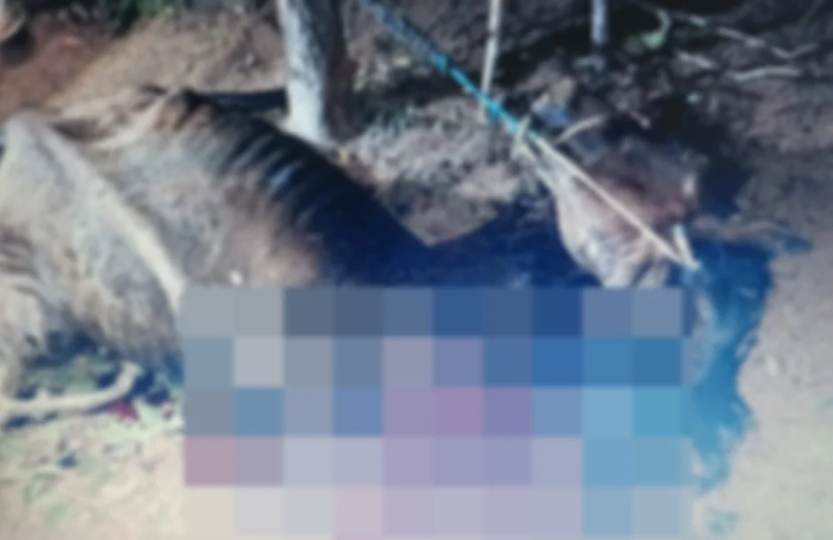 Cavalo foi morto com golpe de faca em Cristalândia do Piauí