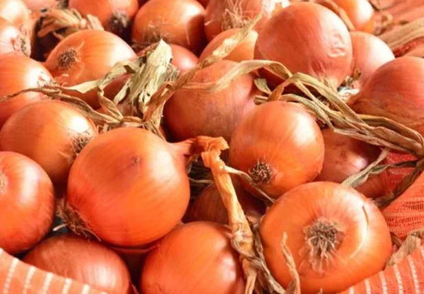 Custo da produção da cebola é maior que o preço de venda em Santa Catarina