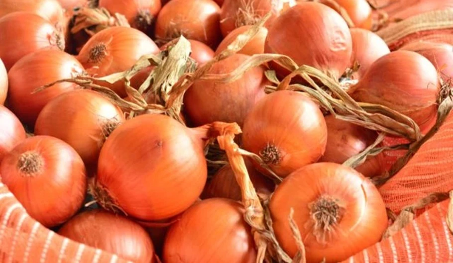 Custo da produção da cebola é maior que o preço de venda em Santa Catarina